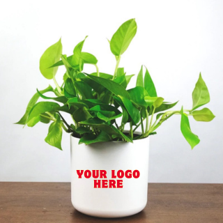 Golden Money Plant – (Set of 15)