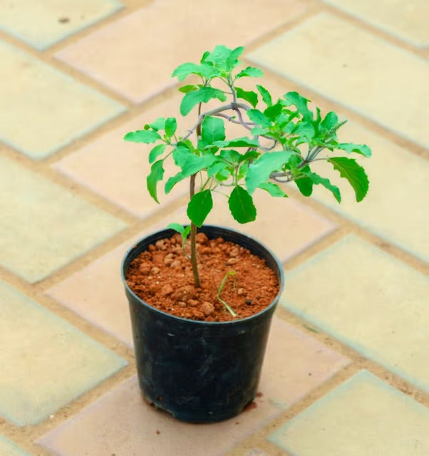 buy tulsi plant with pot online Tulsi plant in 4inch pot – Plantsden
