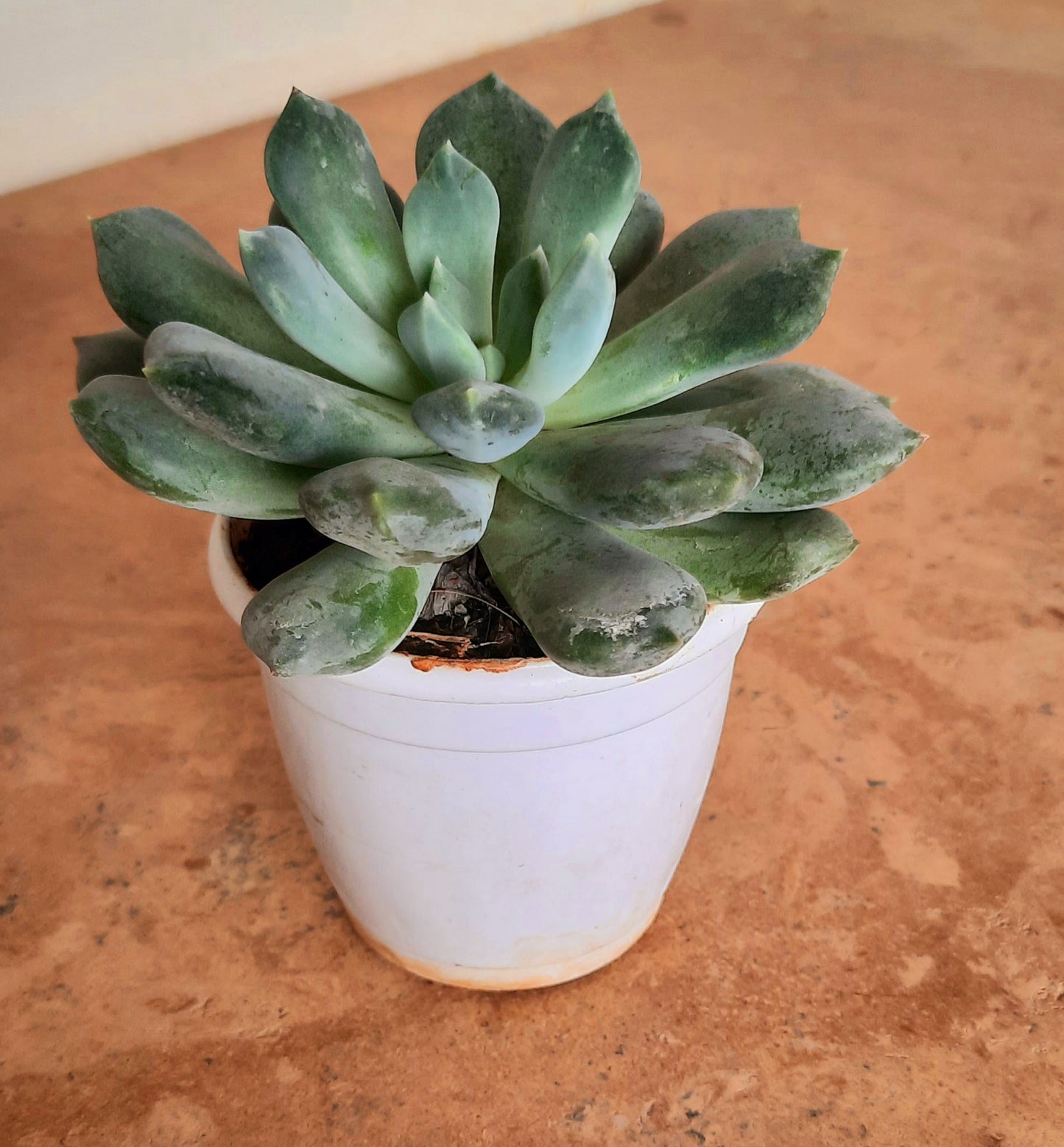 echeveria laui