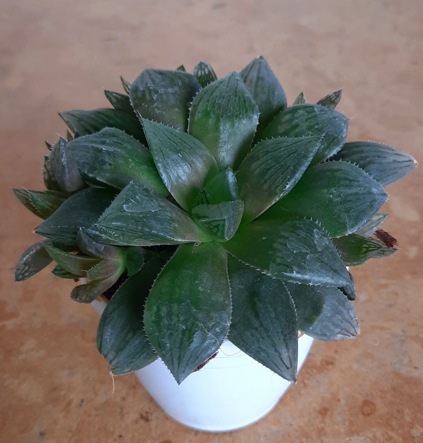 Haworthia Retusa in 4inch pot