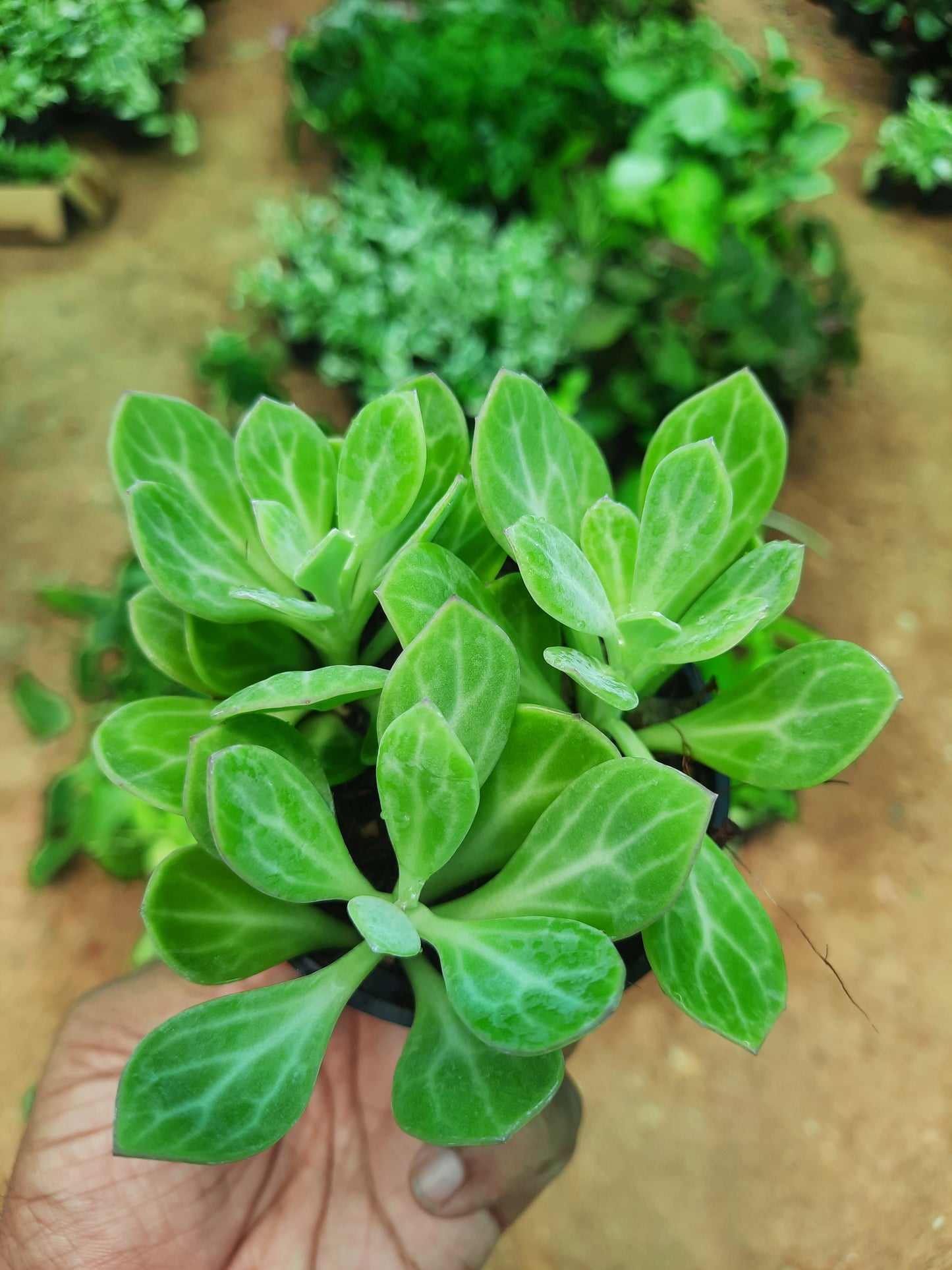 Senecio Obovatus