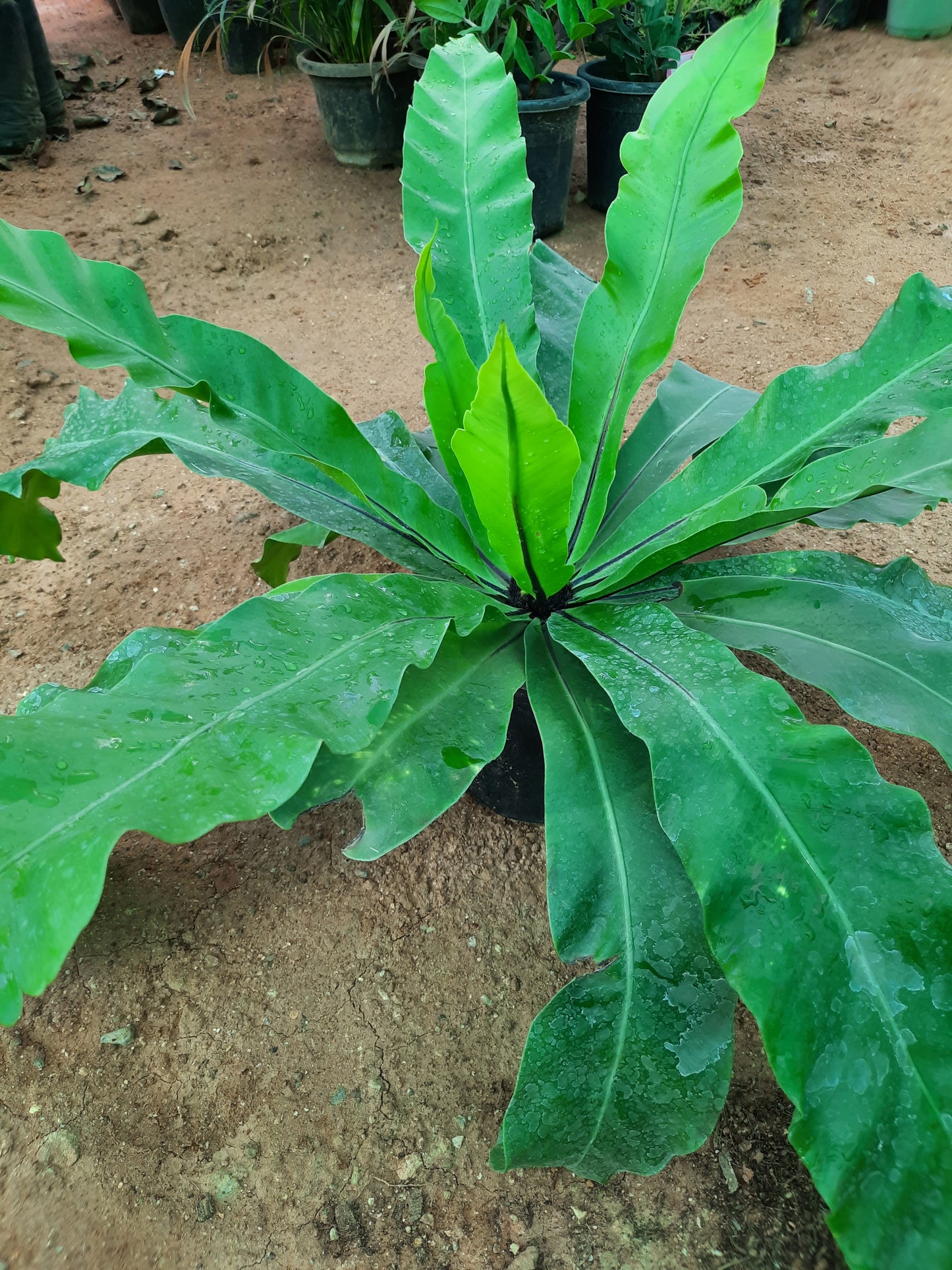 Bird's Nest Fern - Big