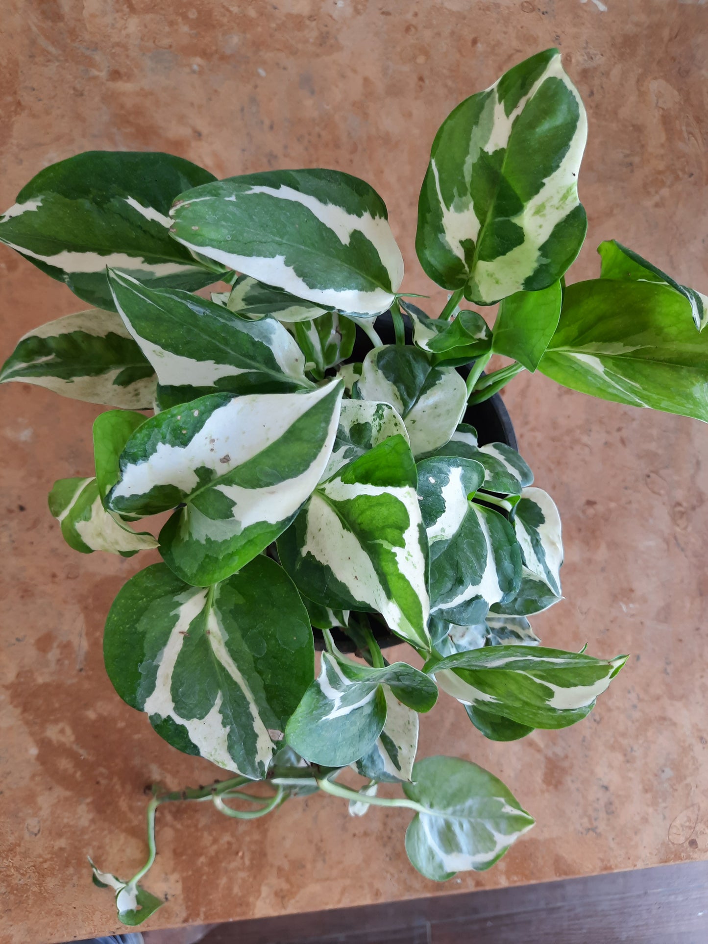 Money plant Njoy - 4inch nursery pot