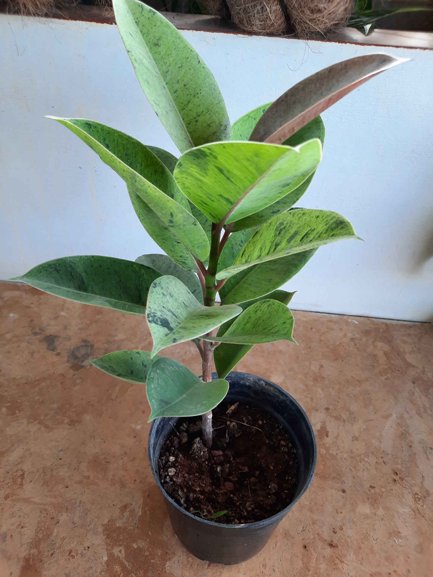 Rubber Plant variegated in 5-inch pot