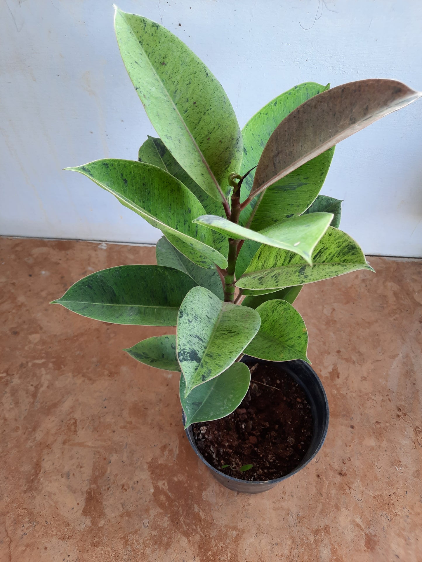 Rubber Plant variegated in 5-inch pot