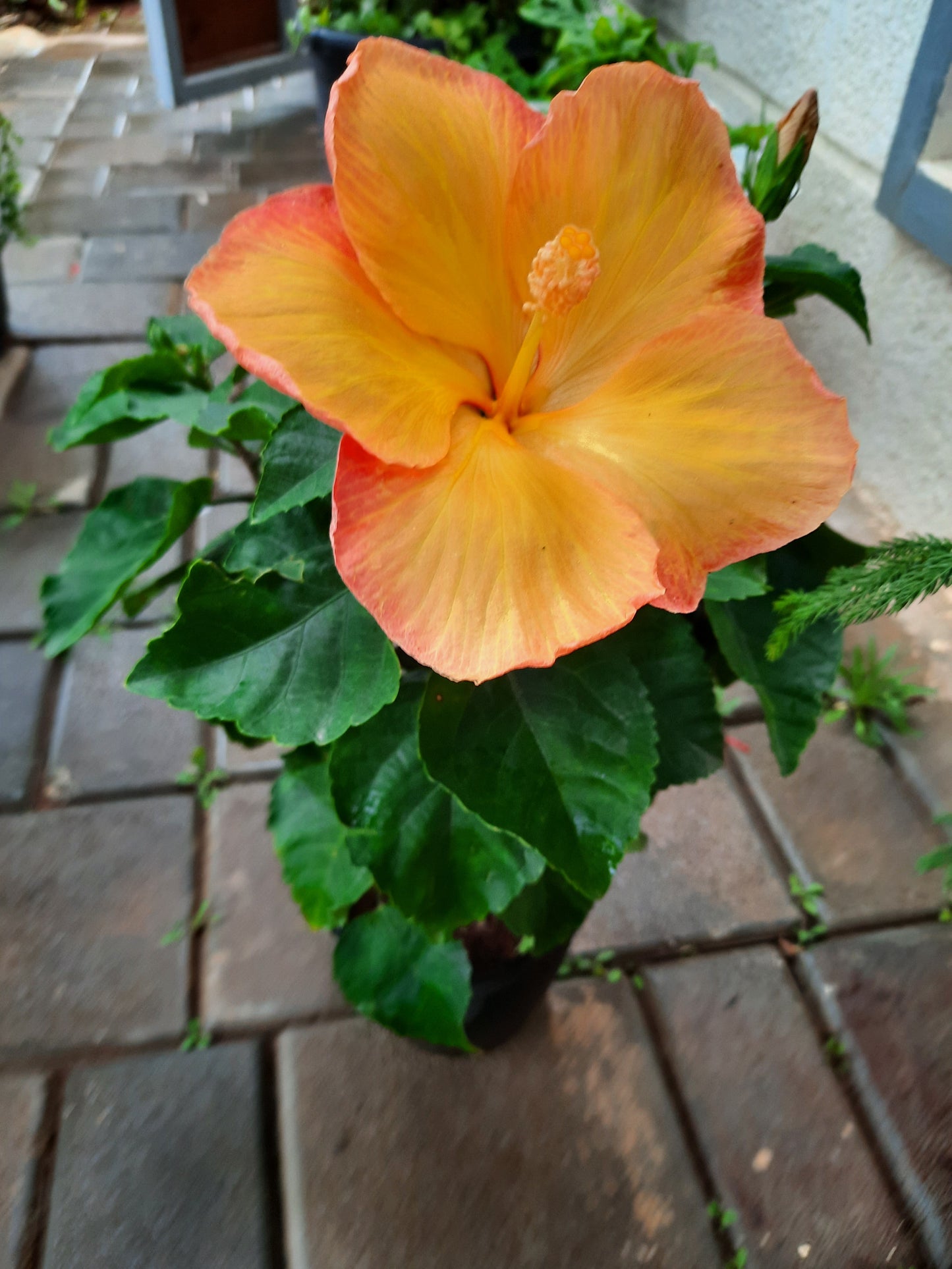 Dwarf Hibiscus (Any color)