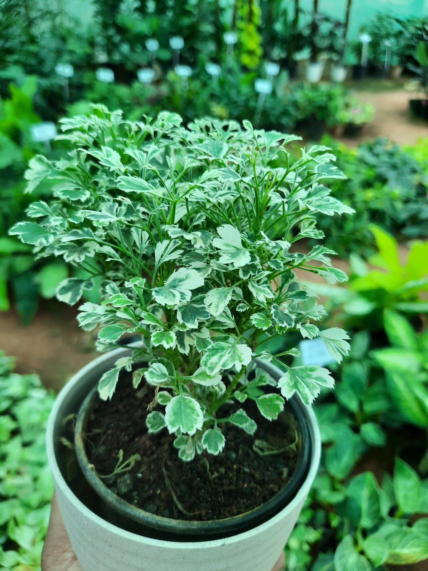 Arelia Miniature White