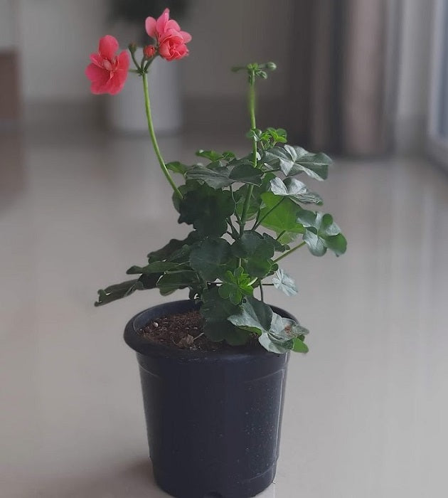 geranium ivy(any color)