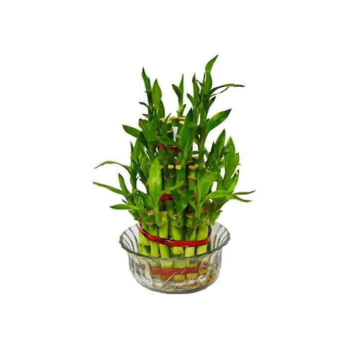 Lucky Bamboo Plant - 3 Layer