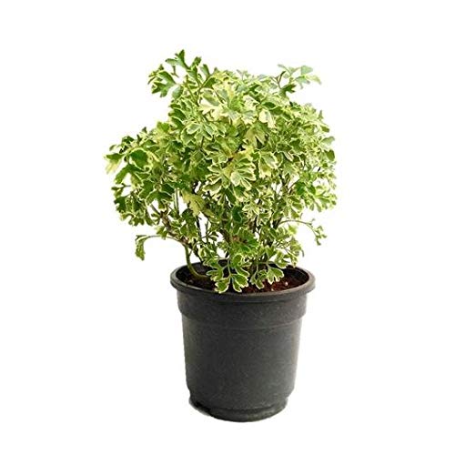 Arelia Miniature White