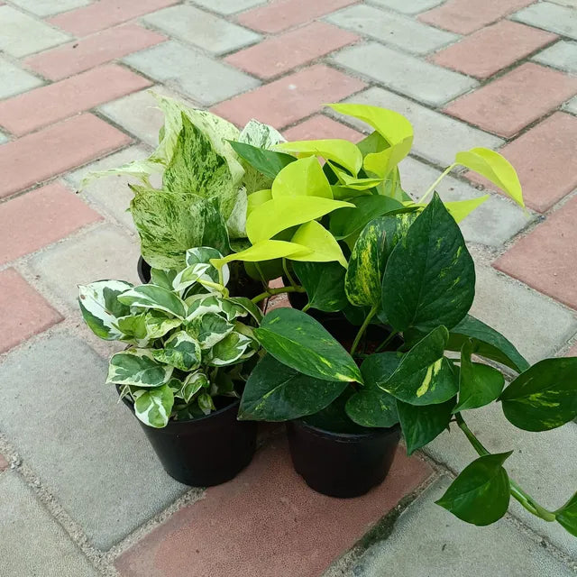 Money Plant - Set of 4 (Golden, Marble, Njoy and Marble)