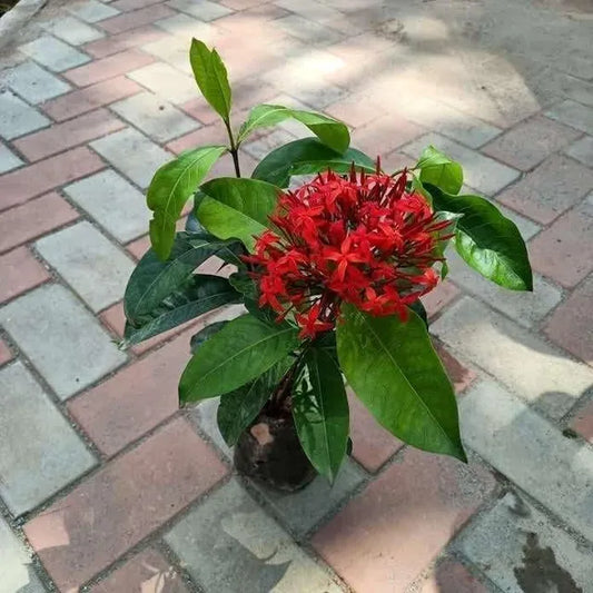 ixora red