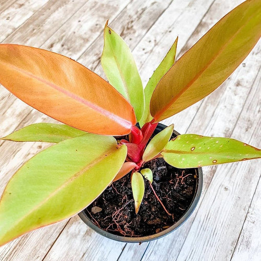 Philodendron orange in 4inch pot