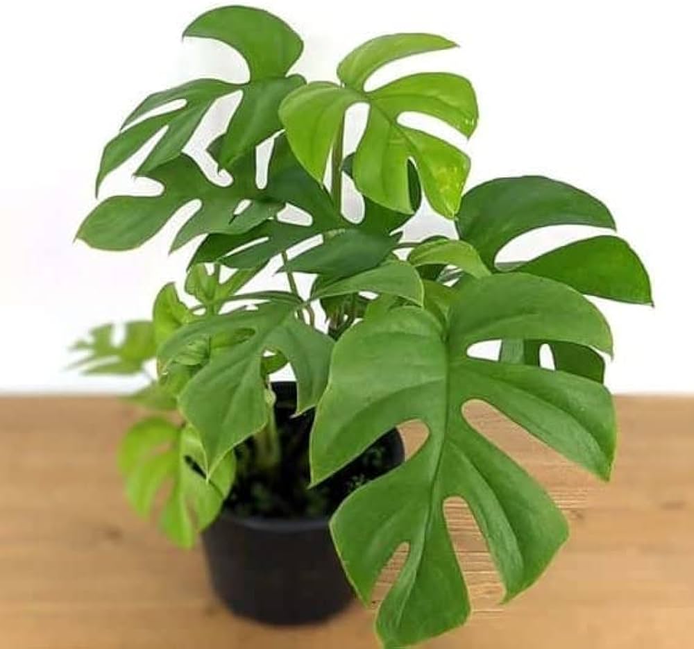 Monstera Deliciosa Minima