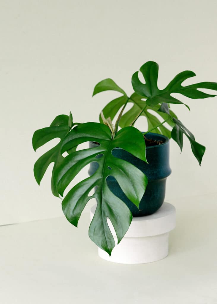 Monstera Deliciosa Minima