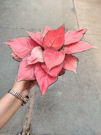 Aglonema Diamond Red in 12 cm pot
