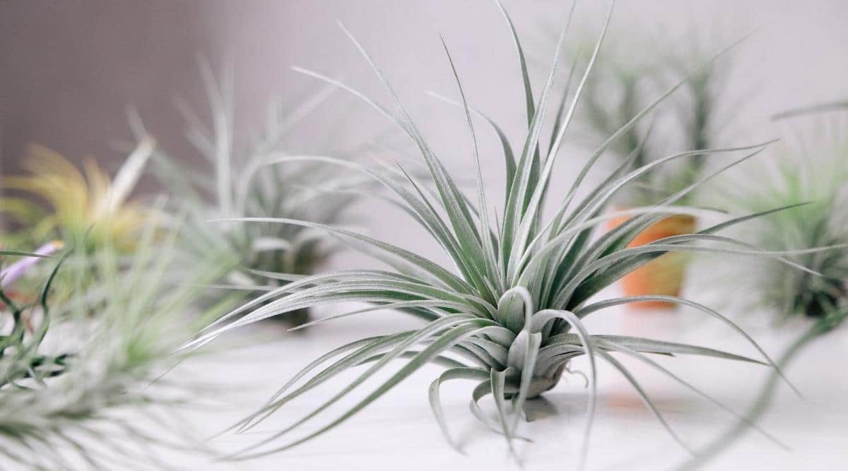 Air Plant Tillandsia