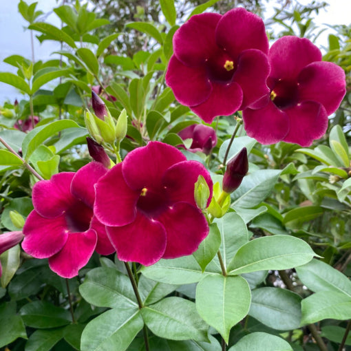 Rare Allamanda purple creeper plant -- 2 ft height in 5inch pot