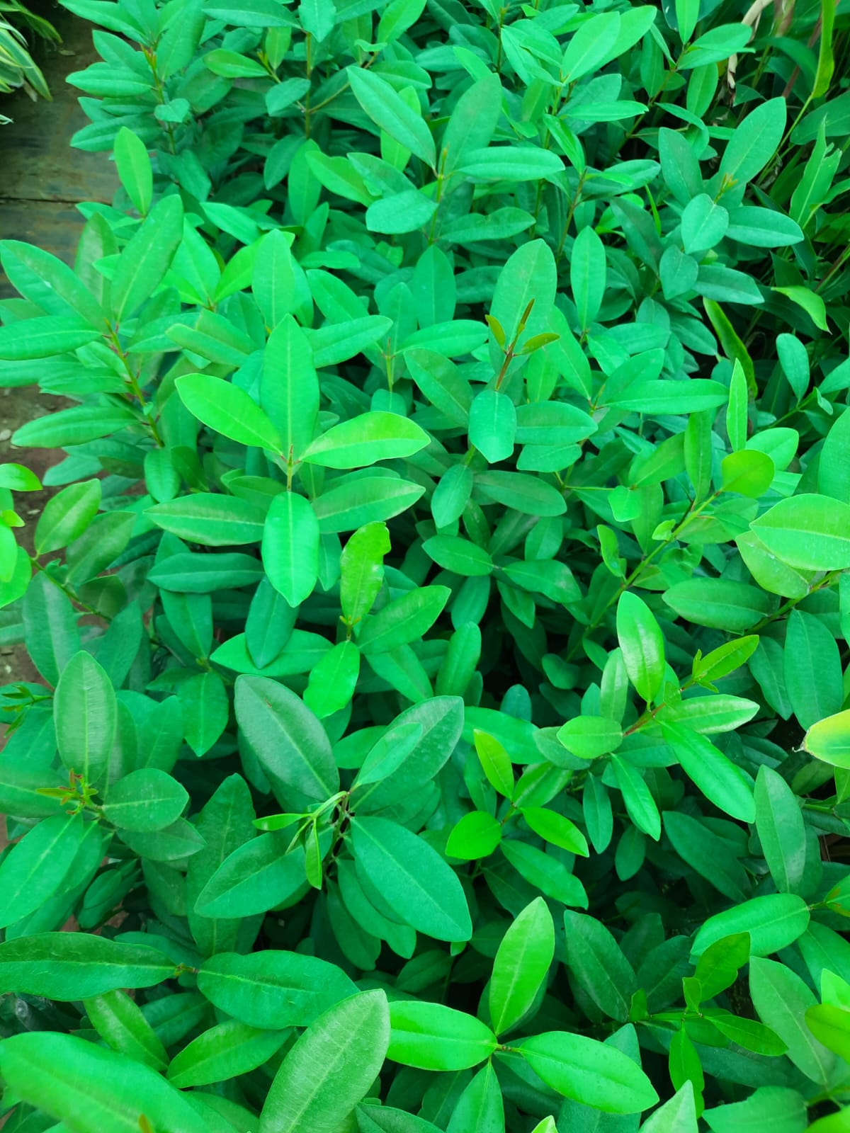 Allspice Plant (Pimenta Dioica) 2ft height in 6inch pot