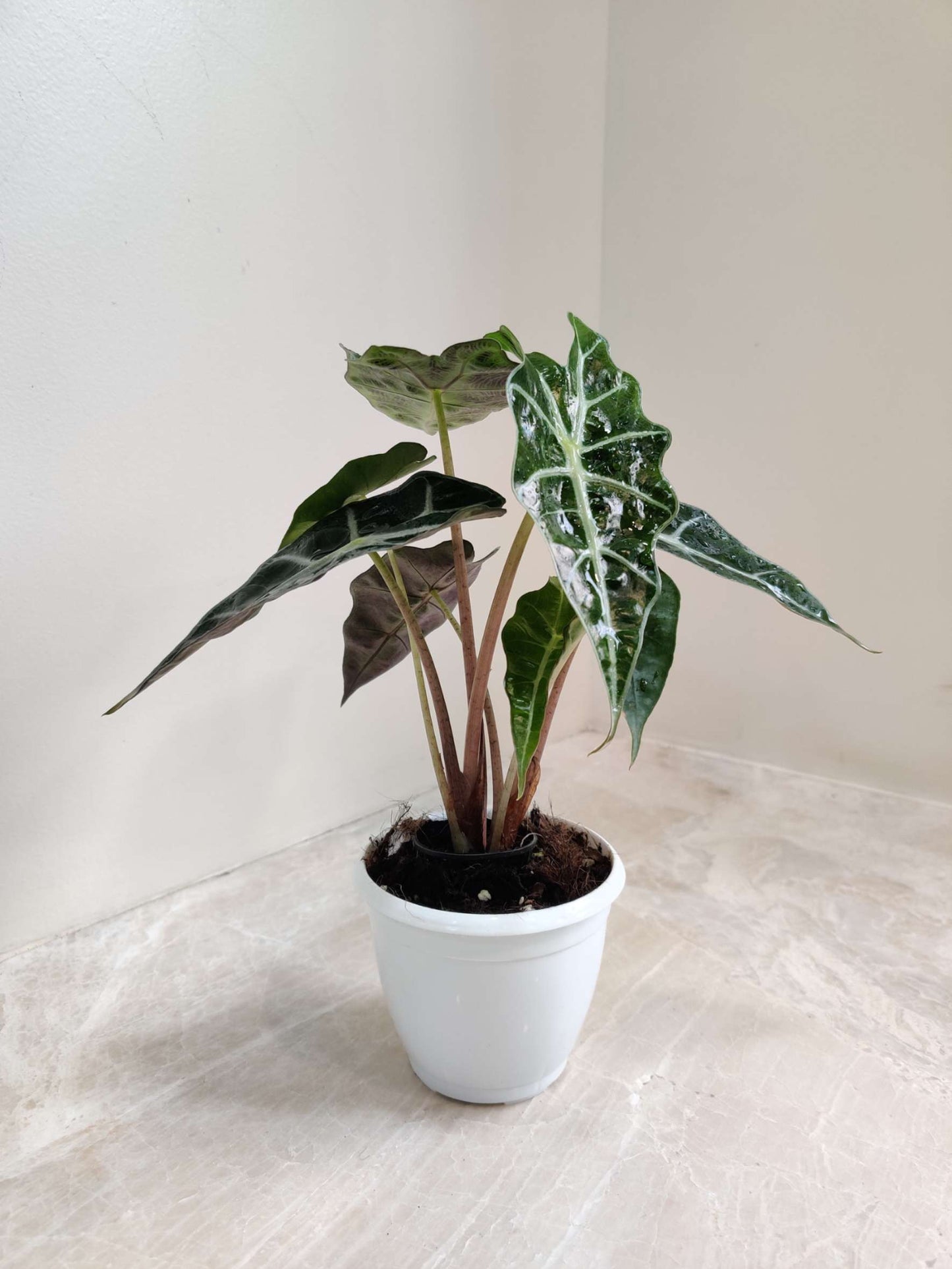 Alocasia Polly in 12cm pot