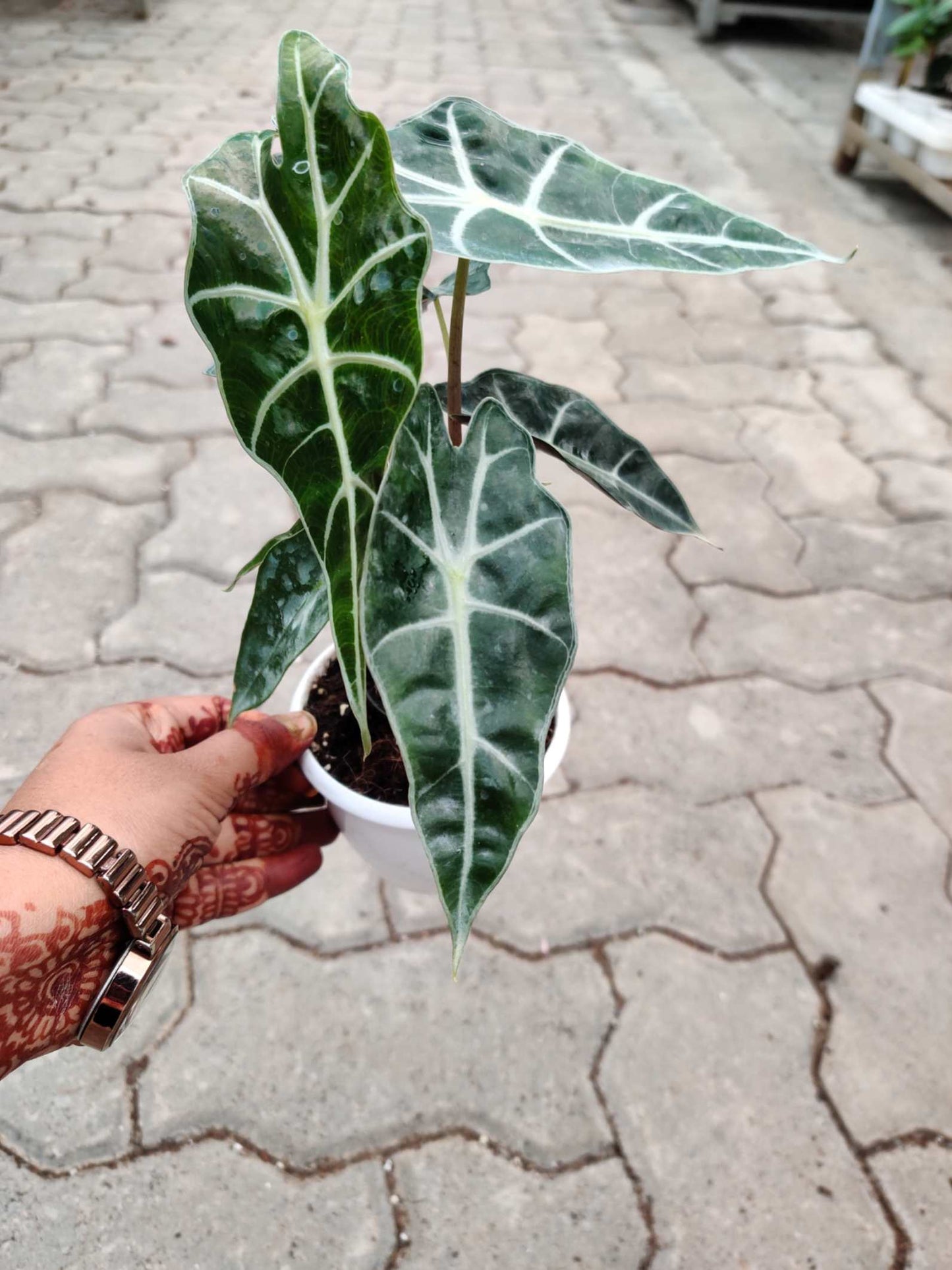 Alocasia Polly in 12cm pot