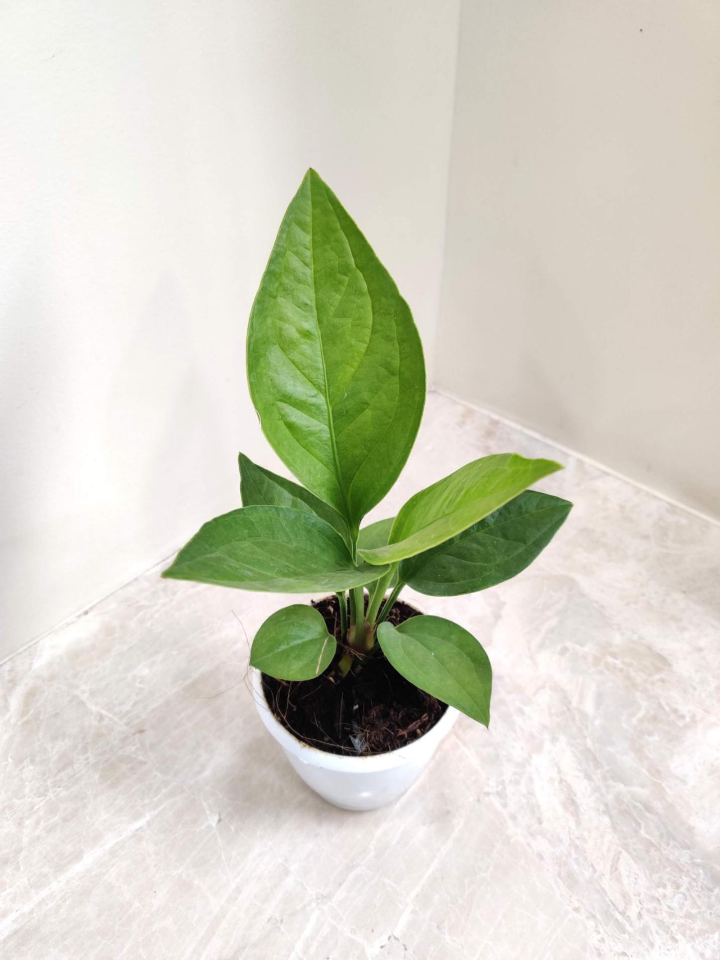 Anthurium Jenmanii rare plant in 5inch pot