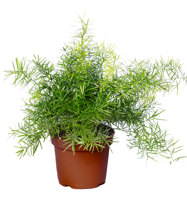 Asparagus densiflorus fern in 5inch nursery pot