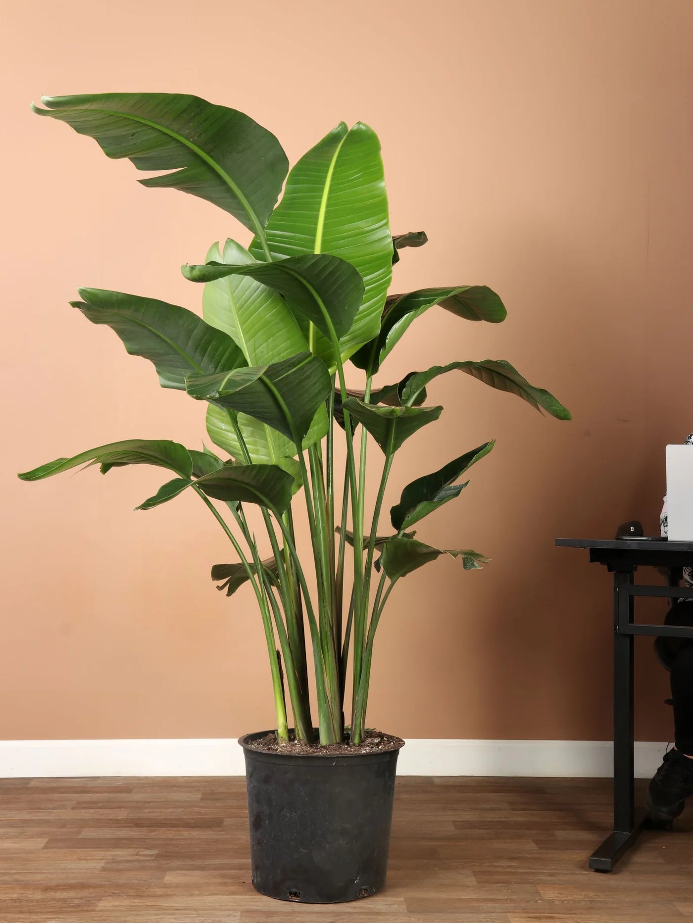 Bird Of Paradise XL 10inch nursery pot and 3-4ft height