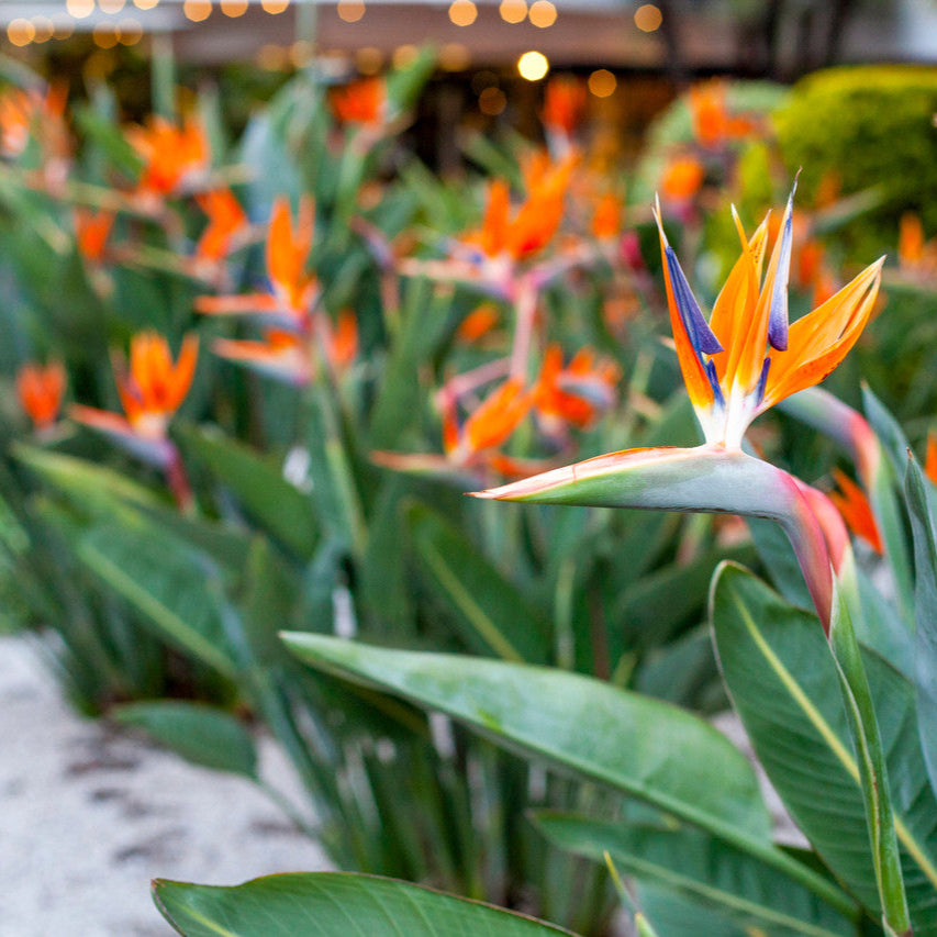Bird Of Paradise outdoor - 6inch pot