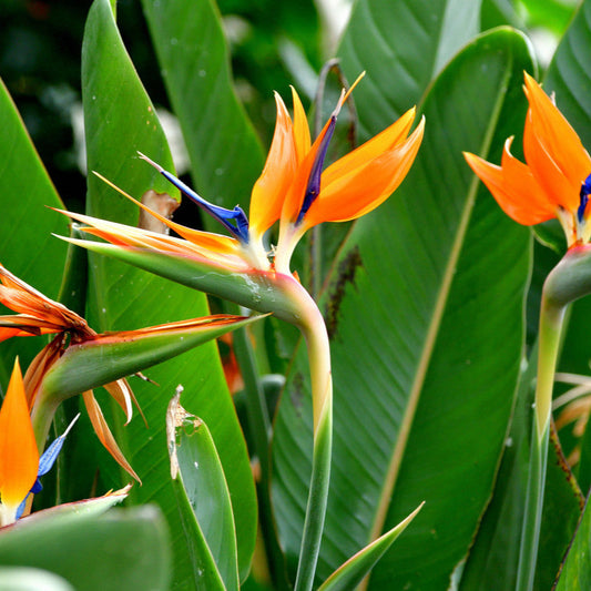 Bird Of Paradise outdoor - 6inch pot