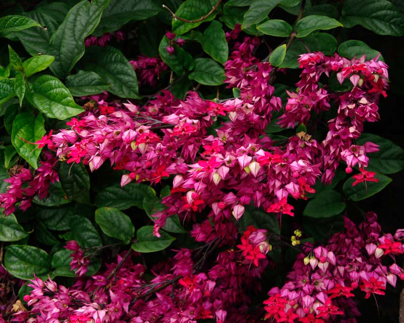 Bleeding-Heart Vine Red Flowering Live Plant in 4inch pot