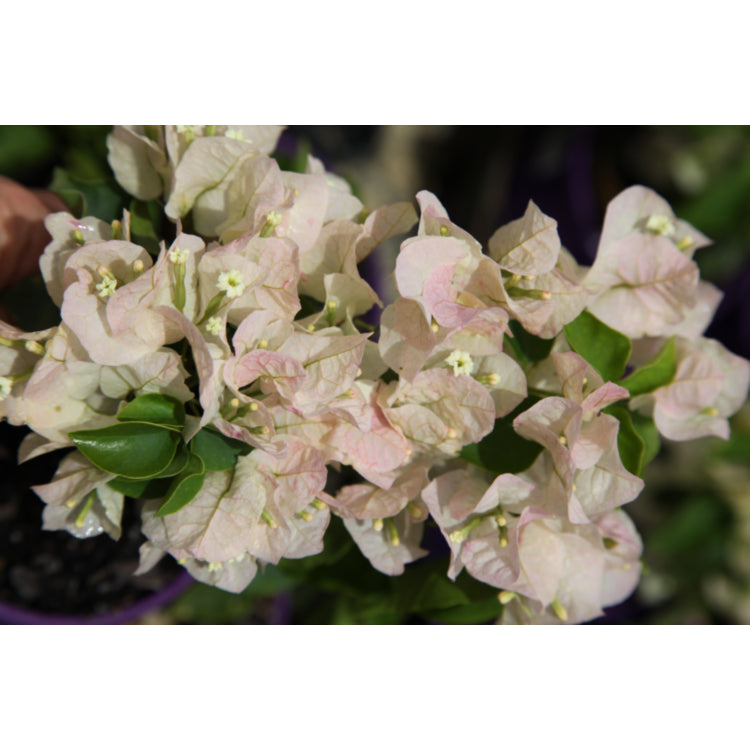 Bougainvillea