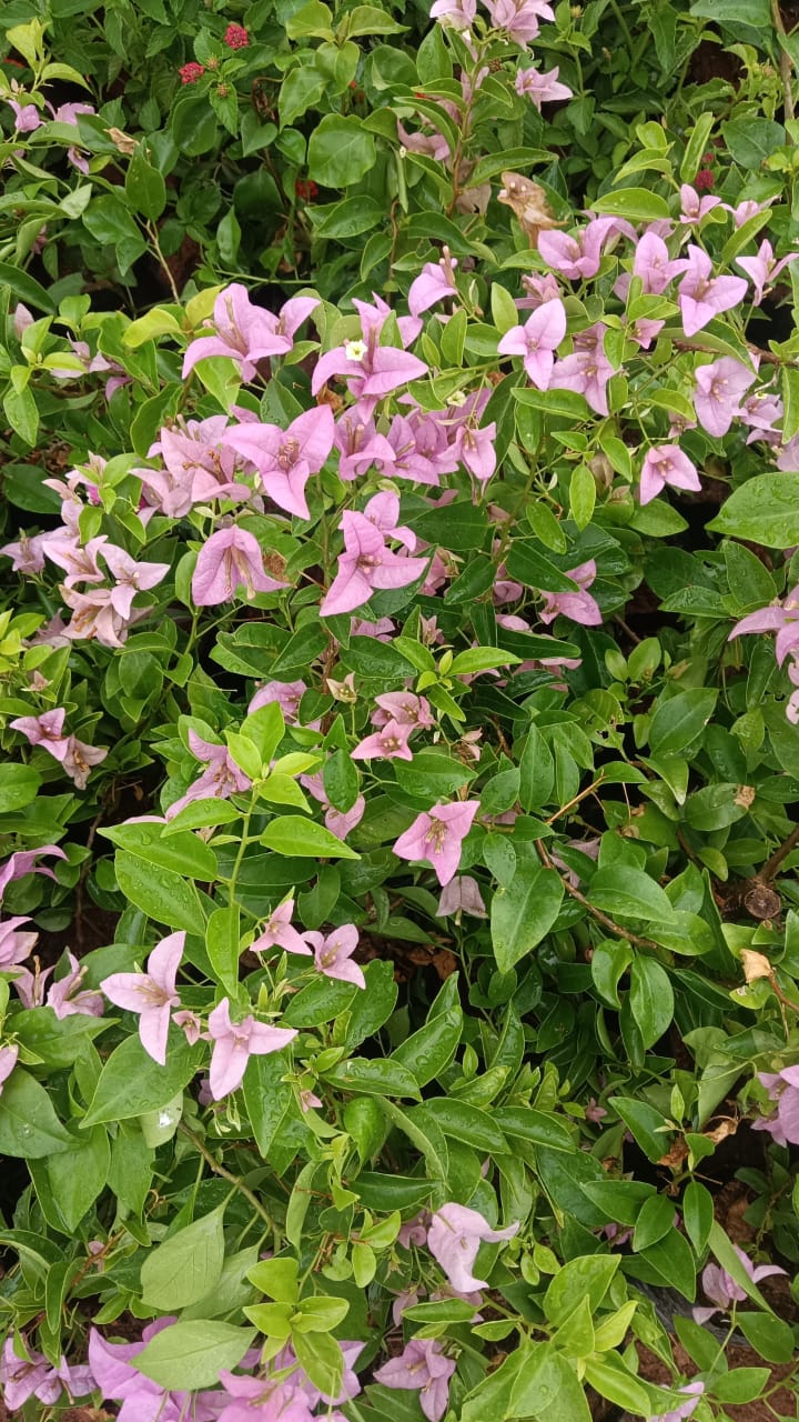 Bougainvillea