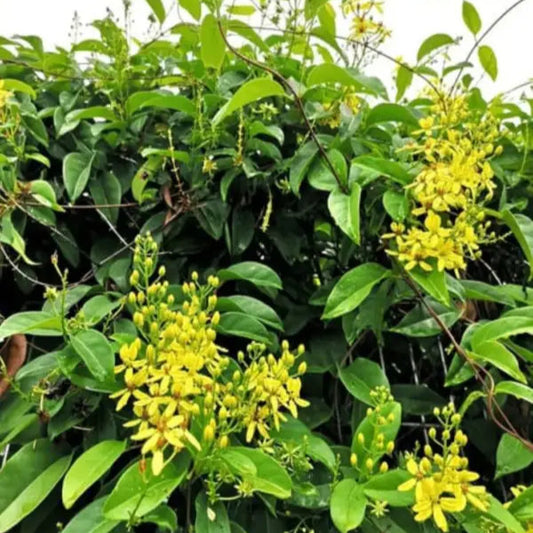 Bridal Bouquet Yellow creeper in 4inch pot