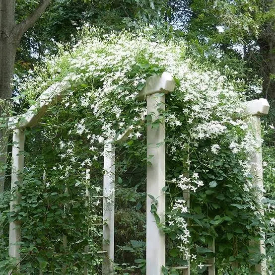 Clematis vitalba in 4inch pot