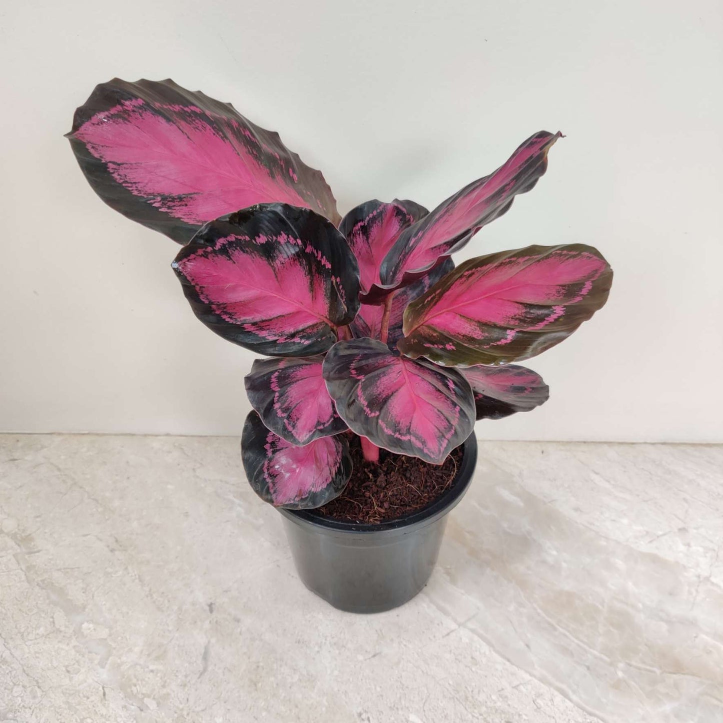 Calathea Rusco in 12cm pot
