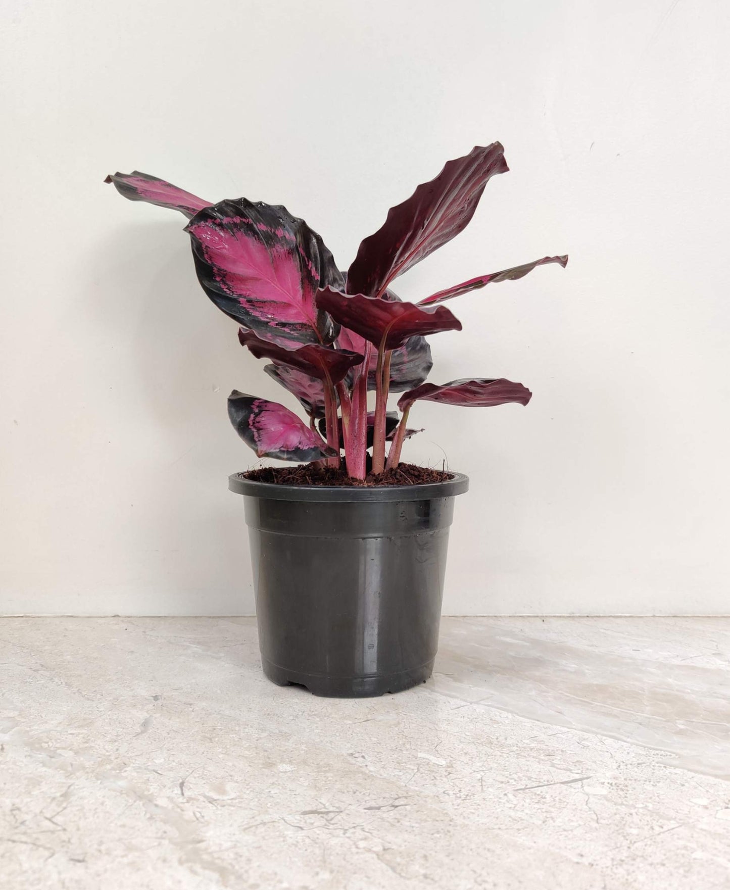Calathea Rusco in 12cm pot