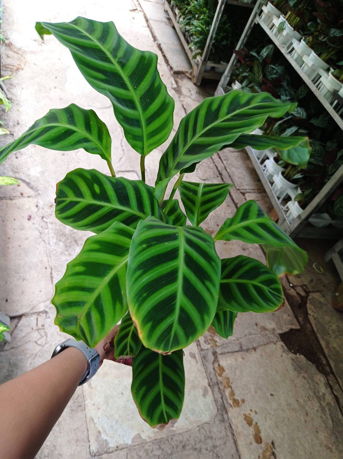 Calathea Zebrina in 12cm pot