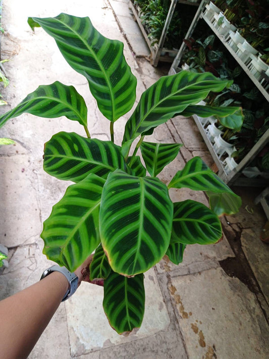 Calathea Zebrina in 12cm pot