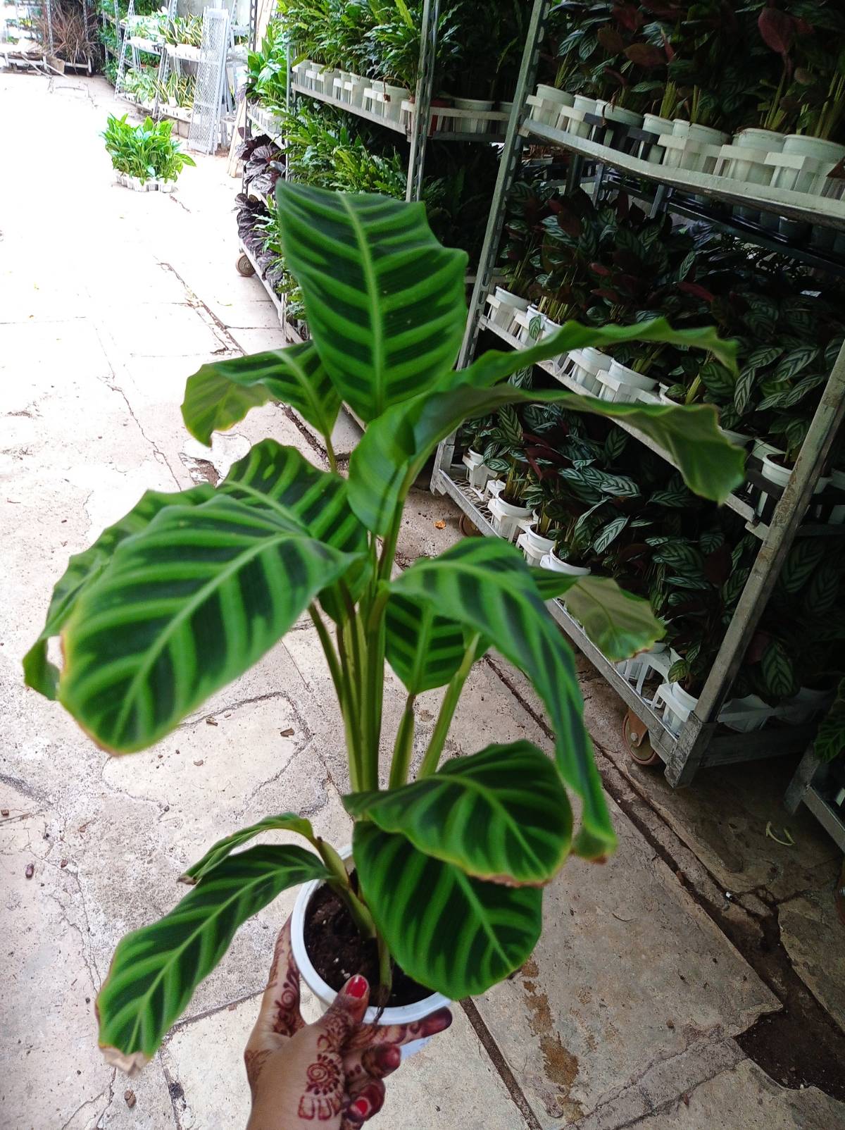 Calathea Zebrina in 12cm pot