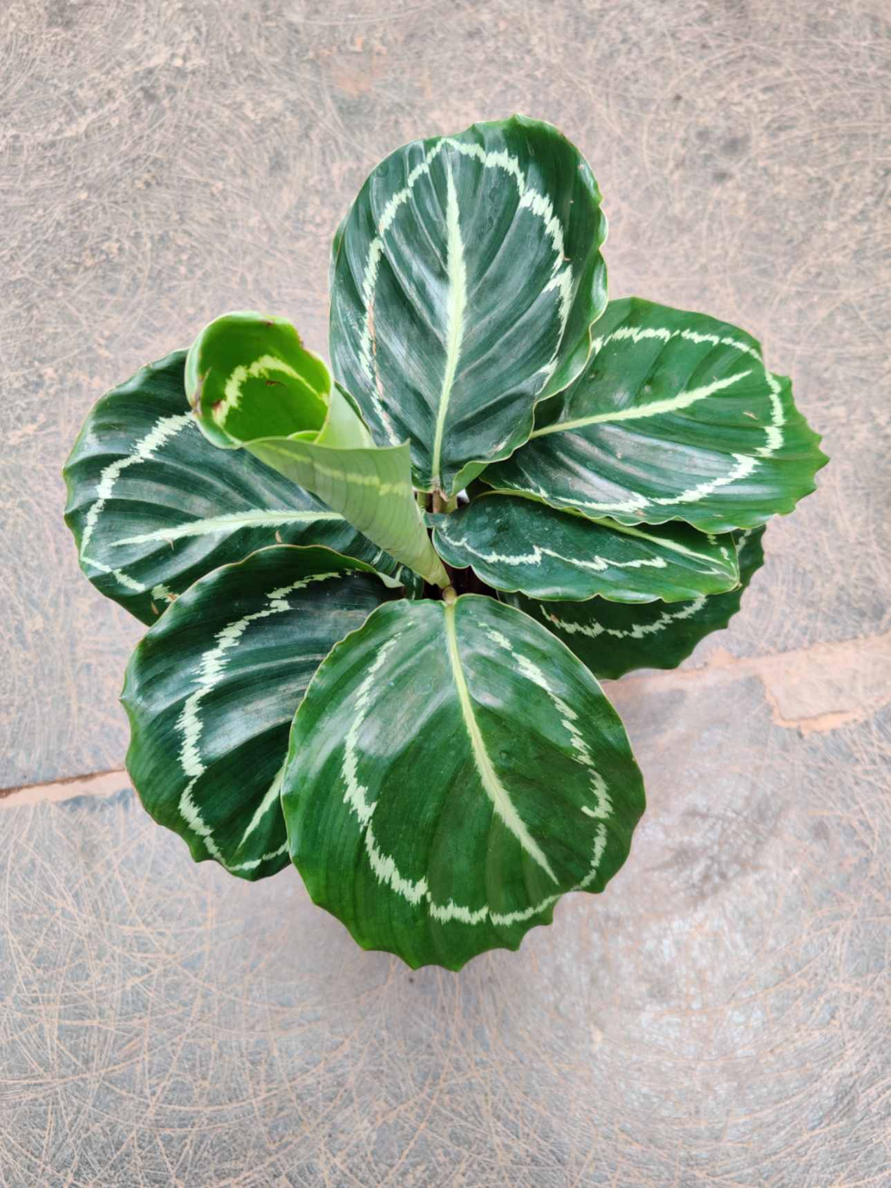 Calathea Green Lipstick in 12cm pot