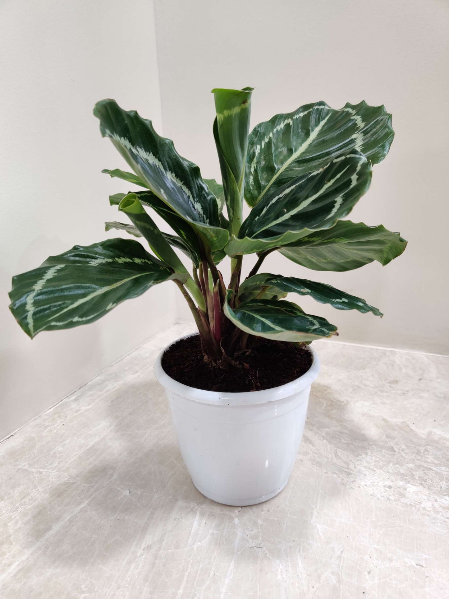 Calathea Green Lipstick in 12cm pot