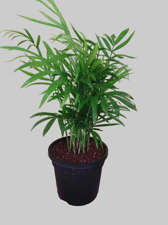Potted plant with green leaves on a plain background