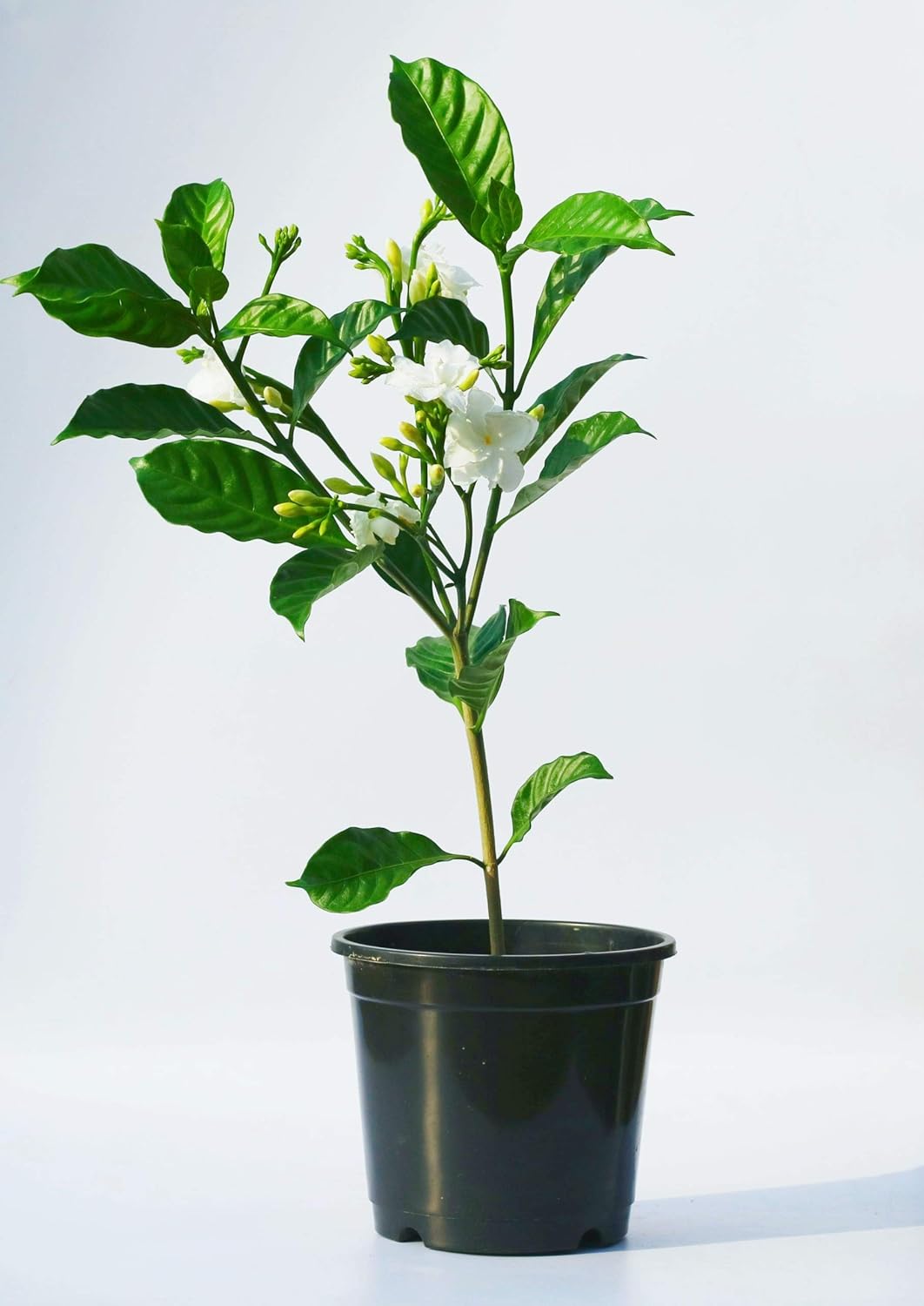 Nandibatlu / Chandni Flower double petal (Tabernaemontana) in 4inch pot