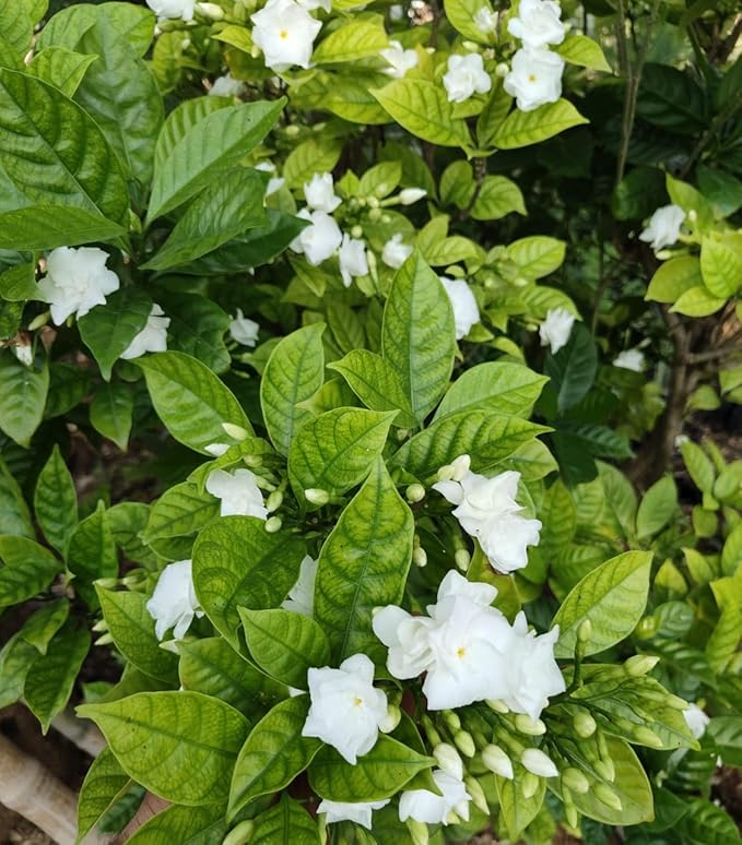 Nandibatlu / Chandni Flower double petal (Tabernaemontana) in 4inch pot