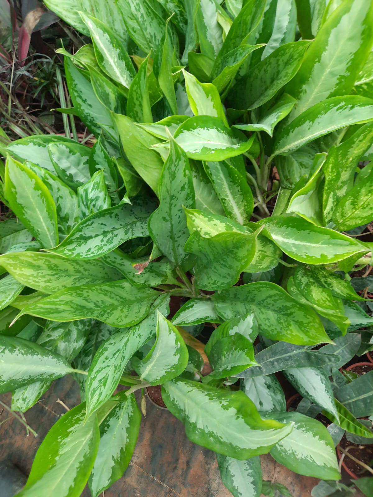 Chinese Evergreen /Aglaonema spp in 6inch nursery pot