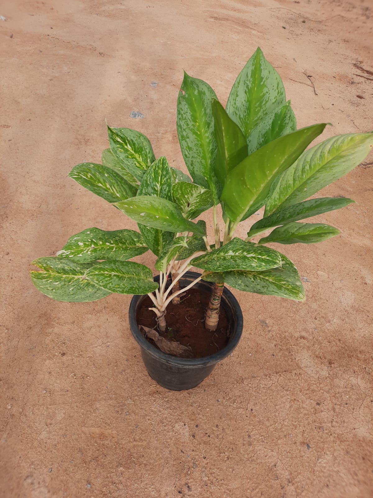 big aglaonema Chinese Evergreen /Aglaonema Big in 10inch nursery pot – Plantsden