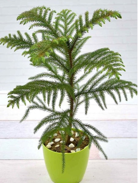 Living Christmas tree in 8in pot -- big 2 to 3+ height