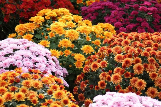 Chrysanthemum or samanthi in 4inch plant with flowers (any color)