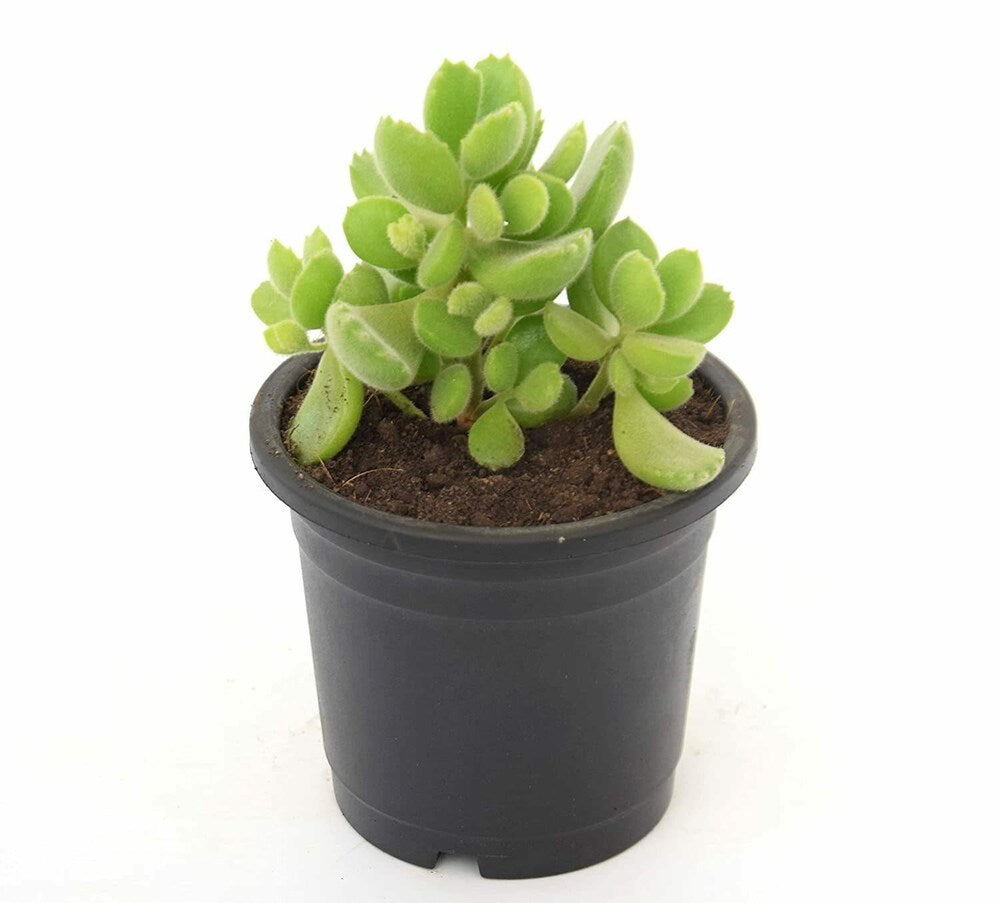 Cotyledon Tomentosa Bear Paw in 3inch pot